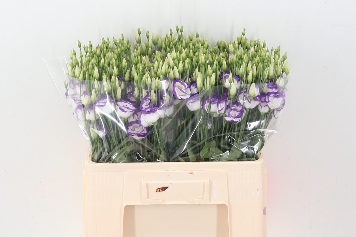 Eustoma Double Rosita Blue Picotee 60cm