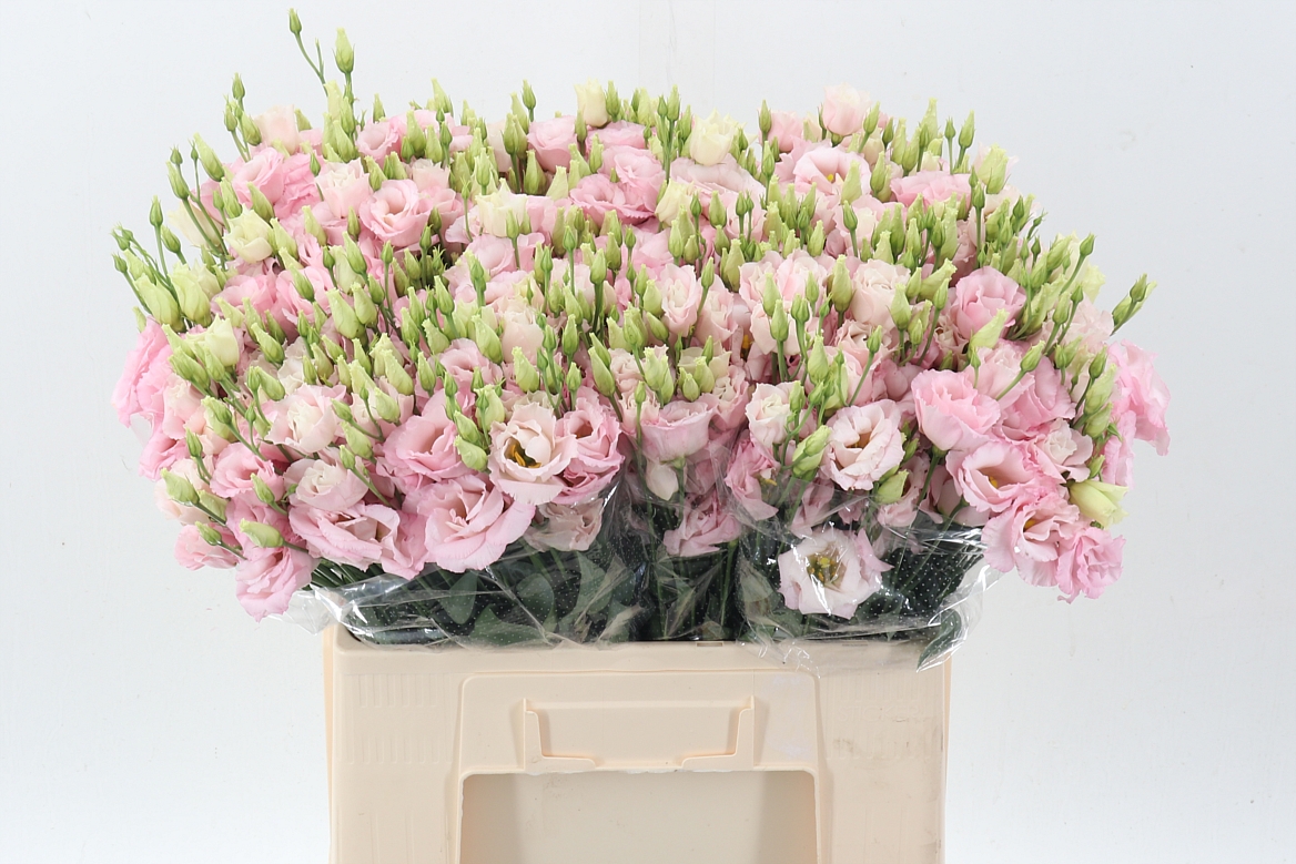 Eustoma Double Lisanne Soft Pink 65cm