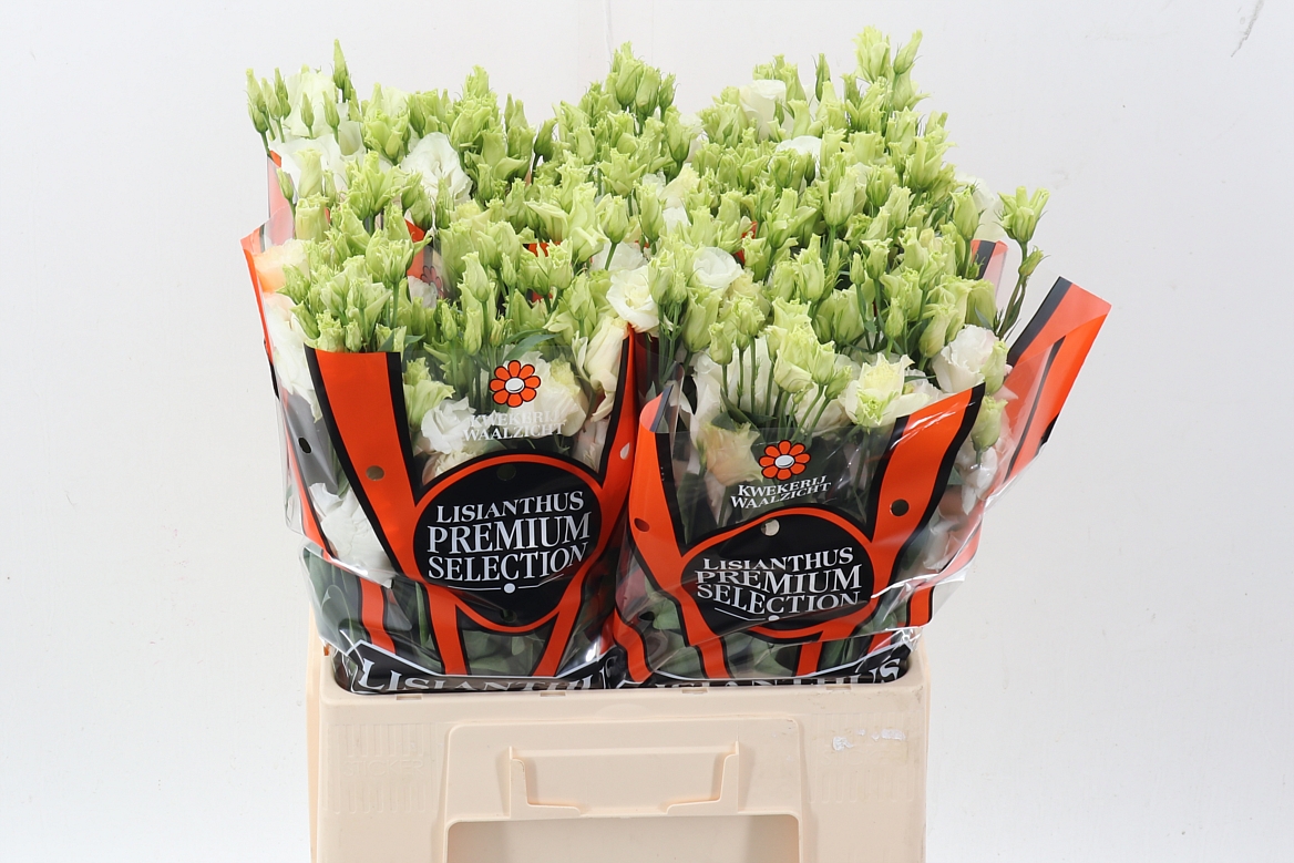 Lisianthus Double 60cm