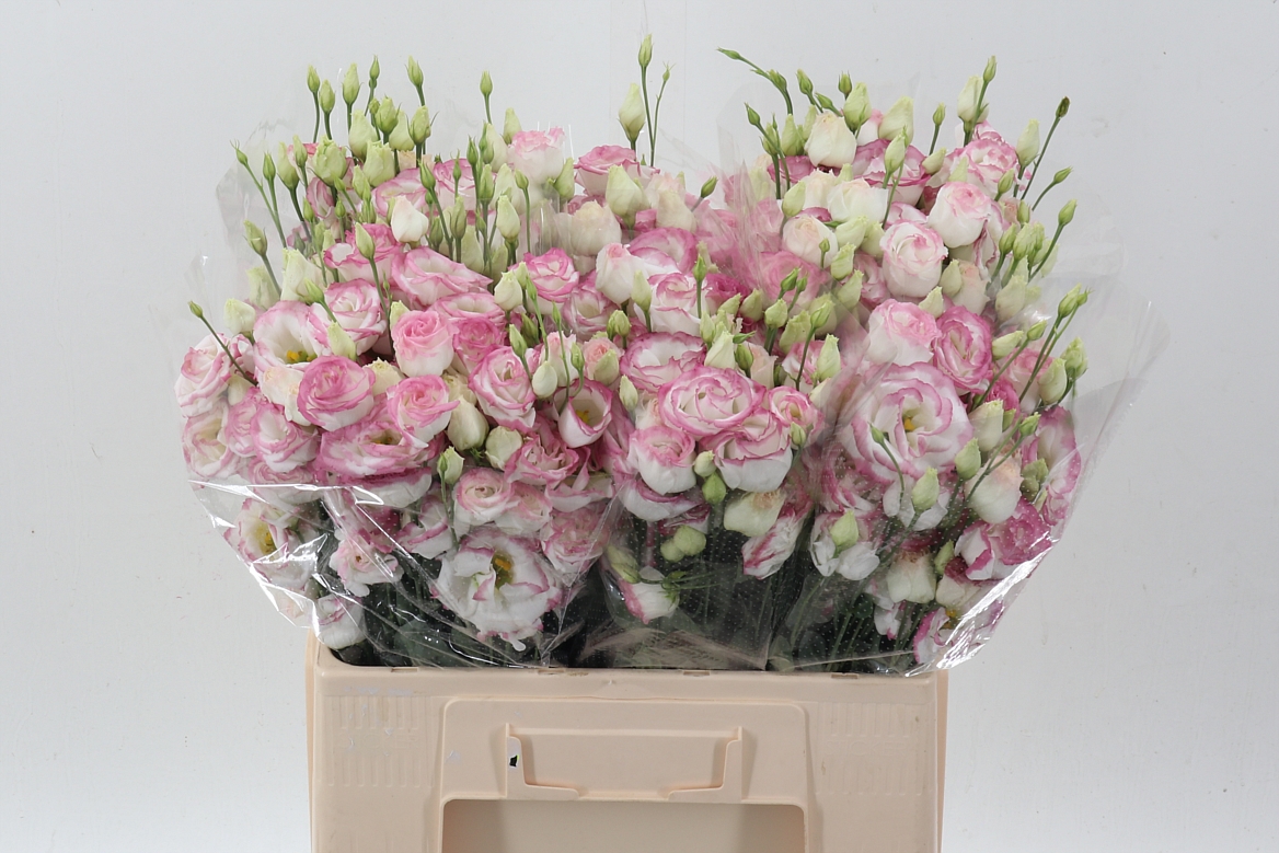 Eustoma Double Croma Bridal Kiss 65cm