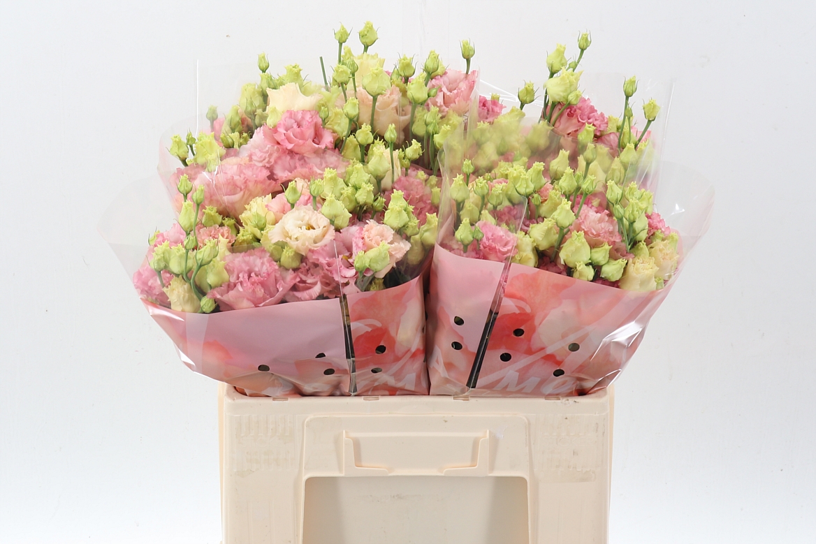 Eustoma Double Corelli Coral 60cm
