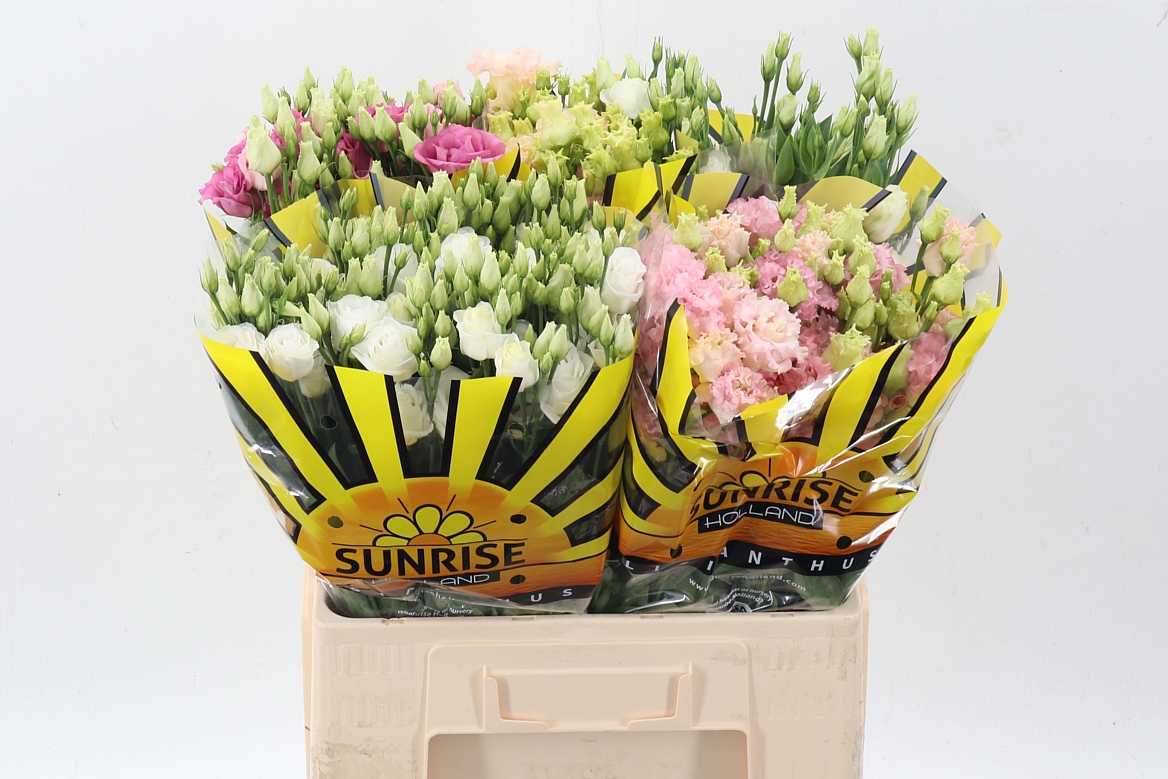 Eustoma Double Mix 65cm
