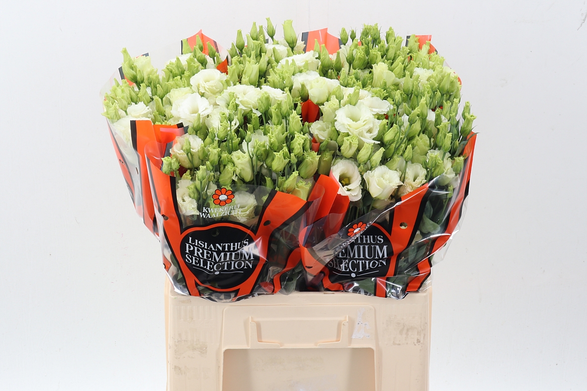 Lisianthus Double 60cm