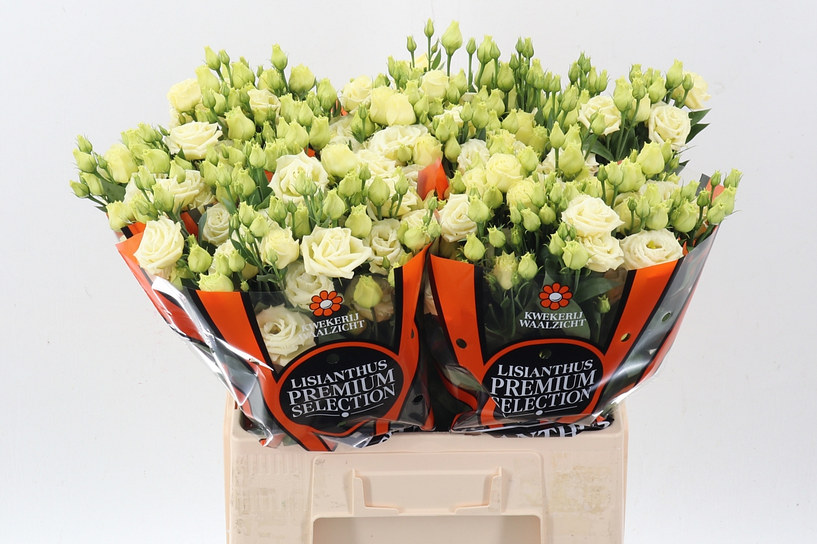 Lisianthus Double Rosita Yellow 60cm