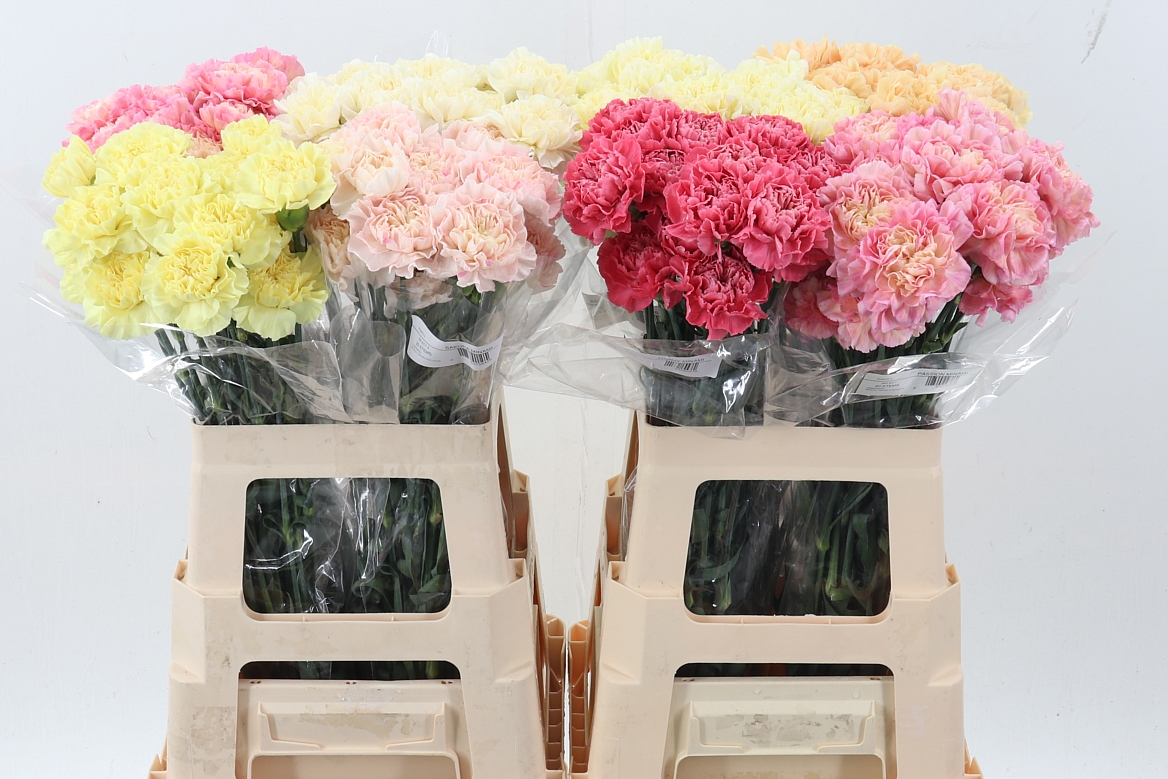 Dianthus St 60cm