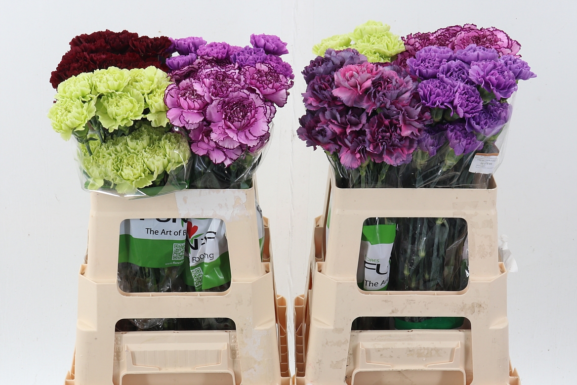 Dianthus St 60cm