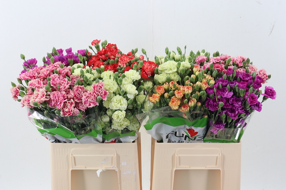 Dianthus Spr 60cm