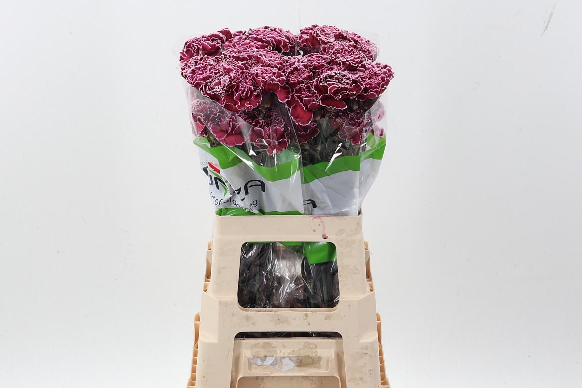 Dianthus St Painted 70cm