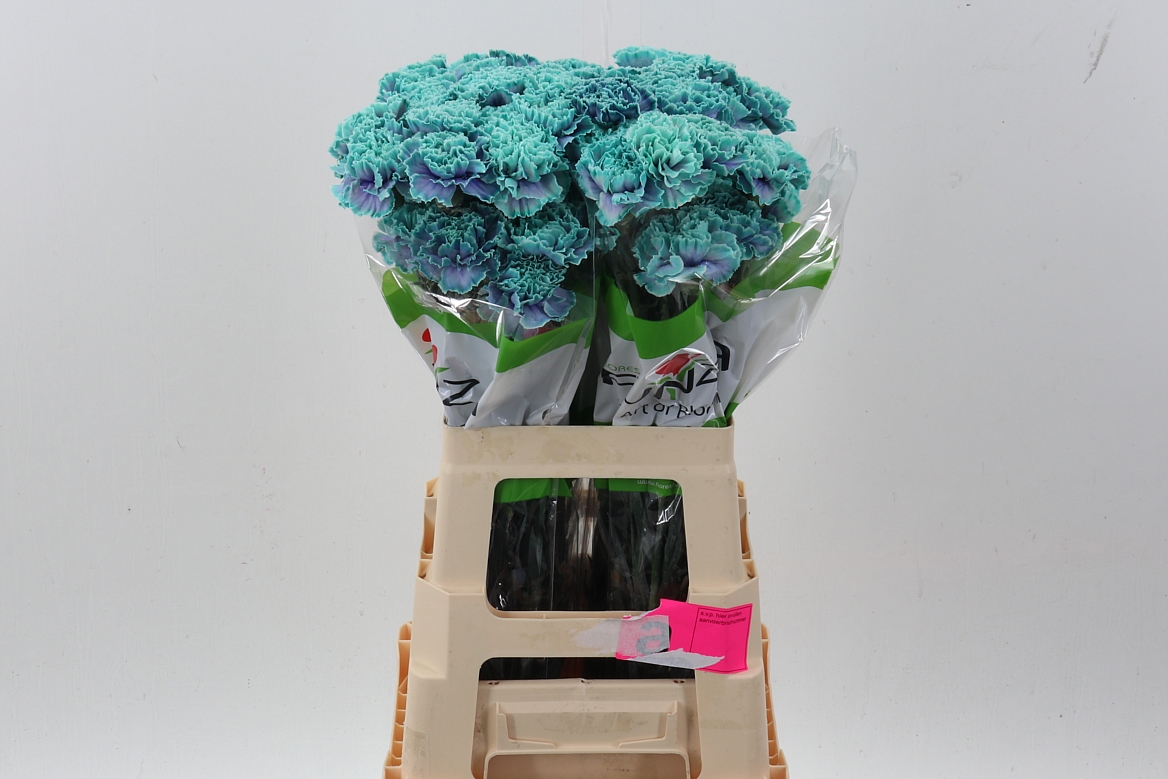 Dianthus St Painted 70cm