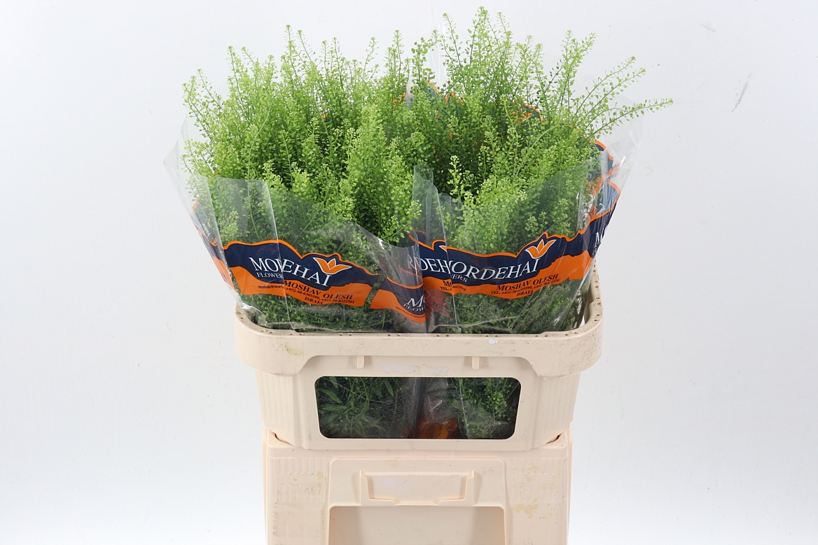 Lepidium Green Bell (THLAPSI) 75cm 22gram