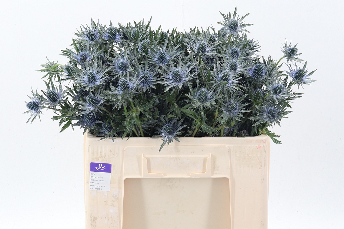 Eryngium Orion Questar 50cm