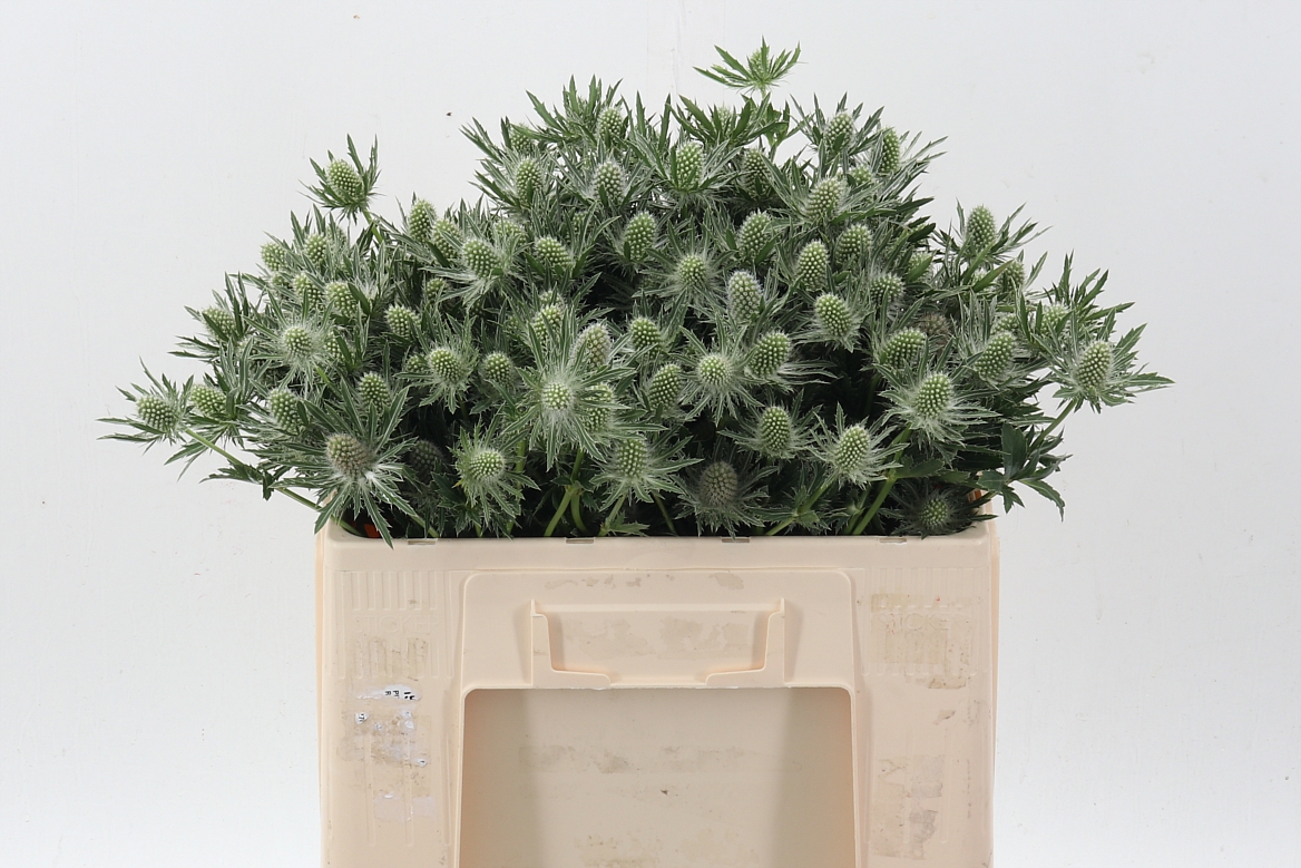 Eryngium Sirius Questar 50cm