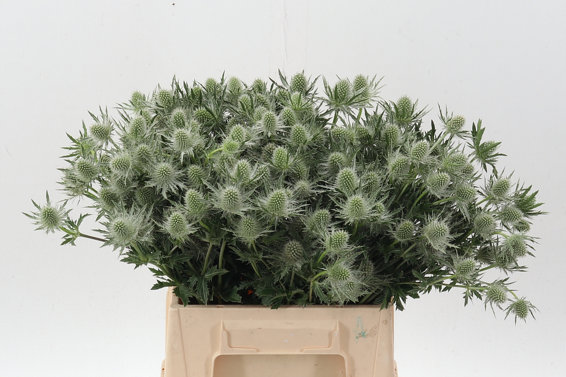 Eryngium Alpinum Gemini Questar 40cm