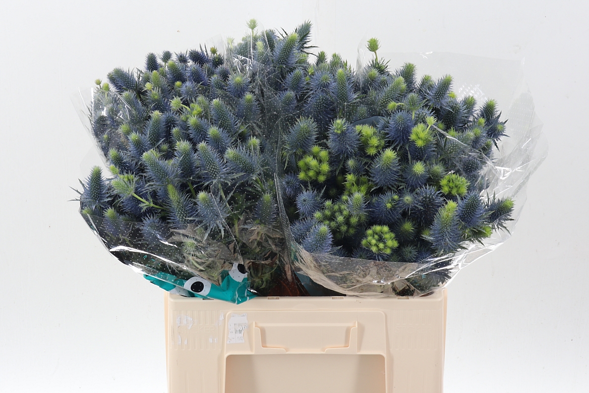 Eryngium Supernova Questar 60cm