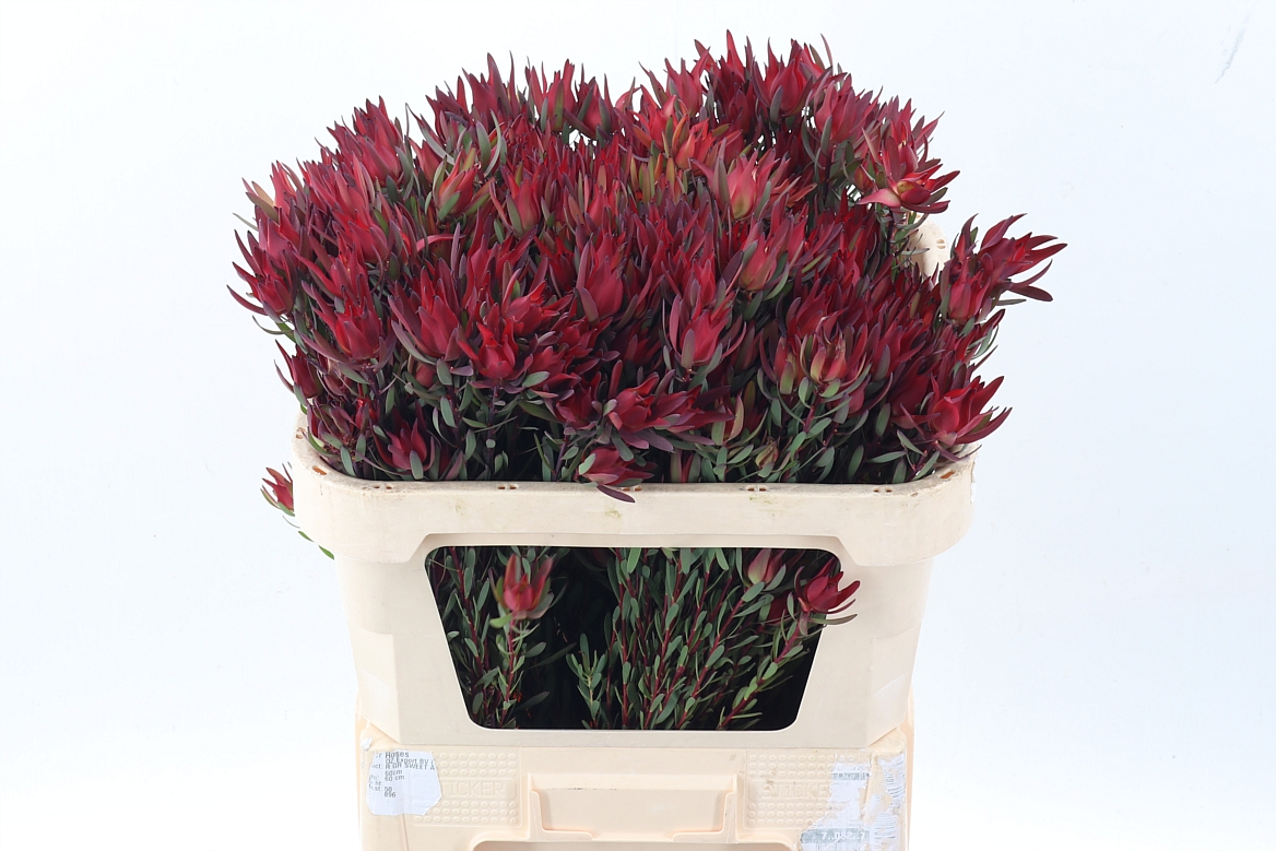 Leucadendron Sal Blush 70cm
