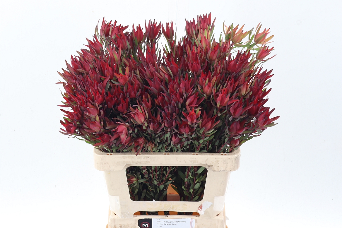 Leucadendron Sal Blush 60cm