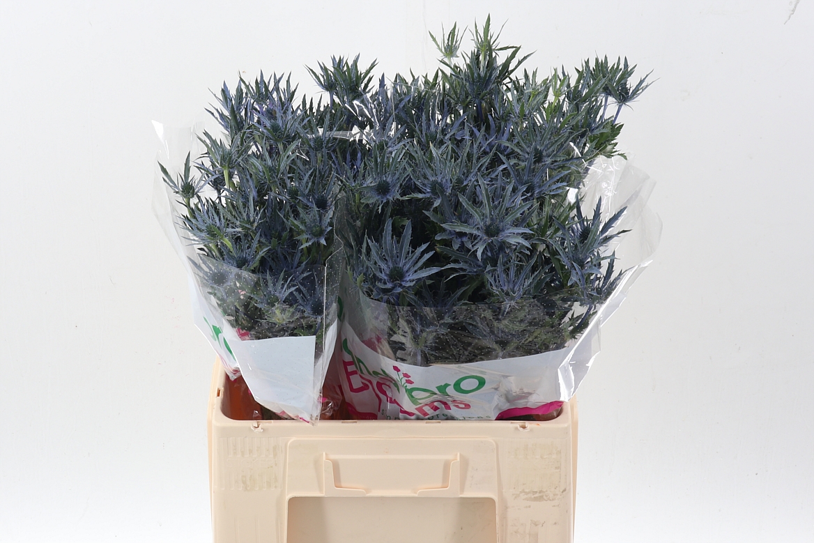 Eryngium Pacific Blue Stripe 60cm