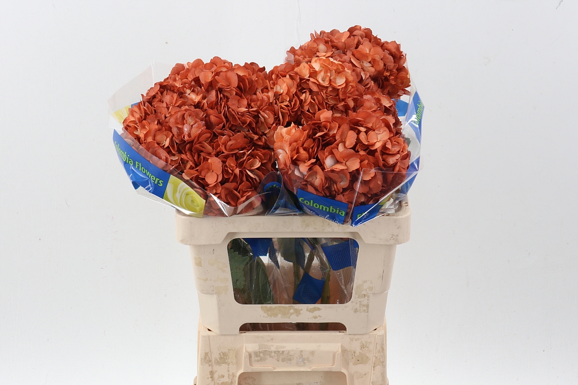 Hydrangea Marrone 60cm 15cm Hd
