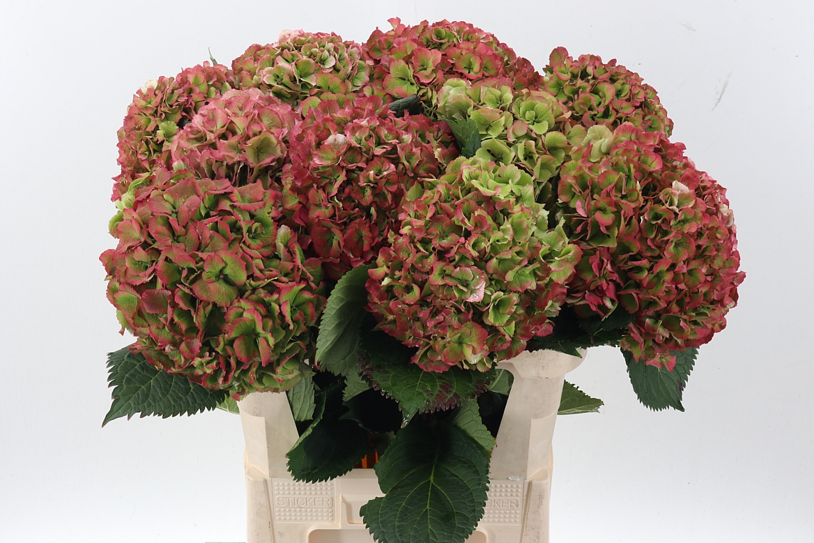 Hydrangea Elbtal Classic Pink 80cm 21Ø