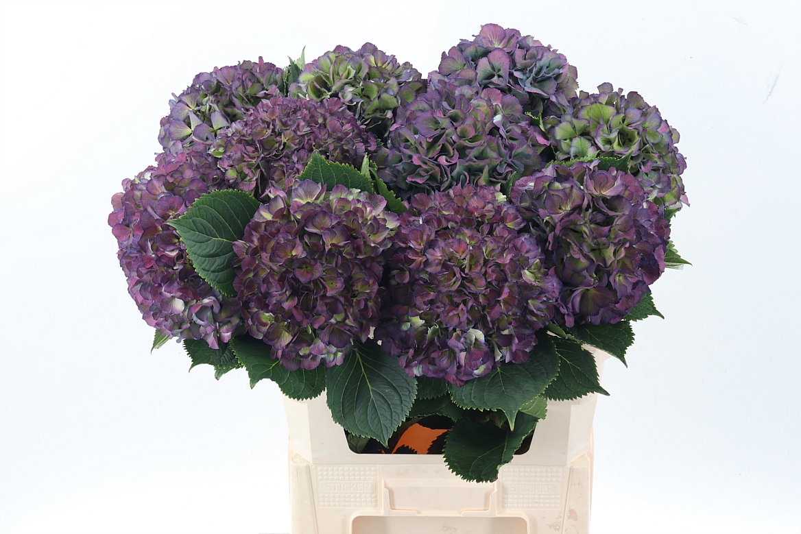Hydrangea Elbtal Classic Pink 80cm 21Ø