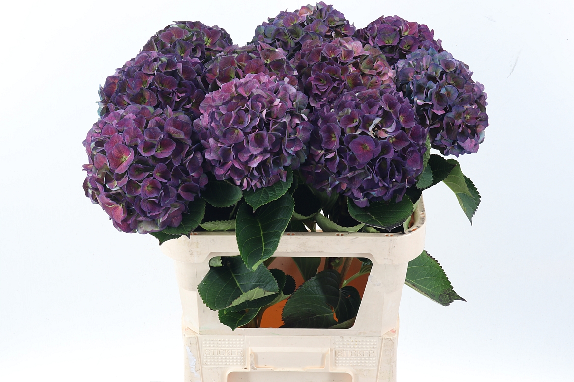 Hydr M Roy Crown Cl 80cm 22Ø