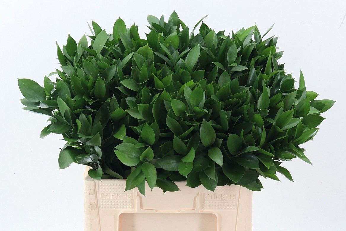 Ruscus Hypophyllum 60cm