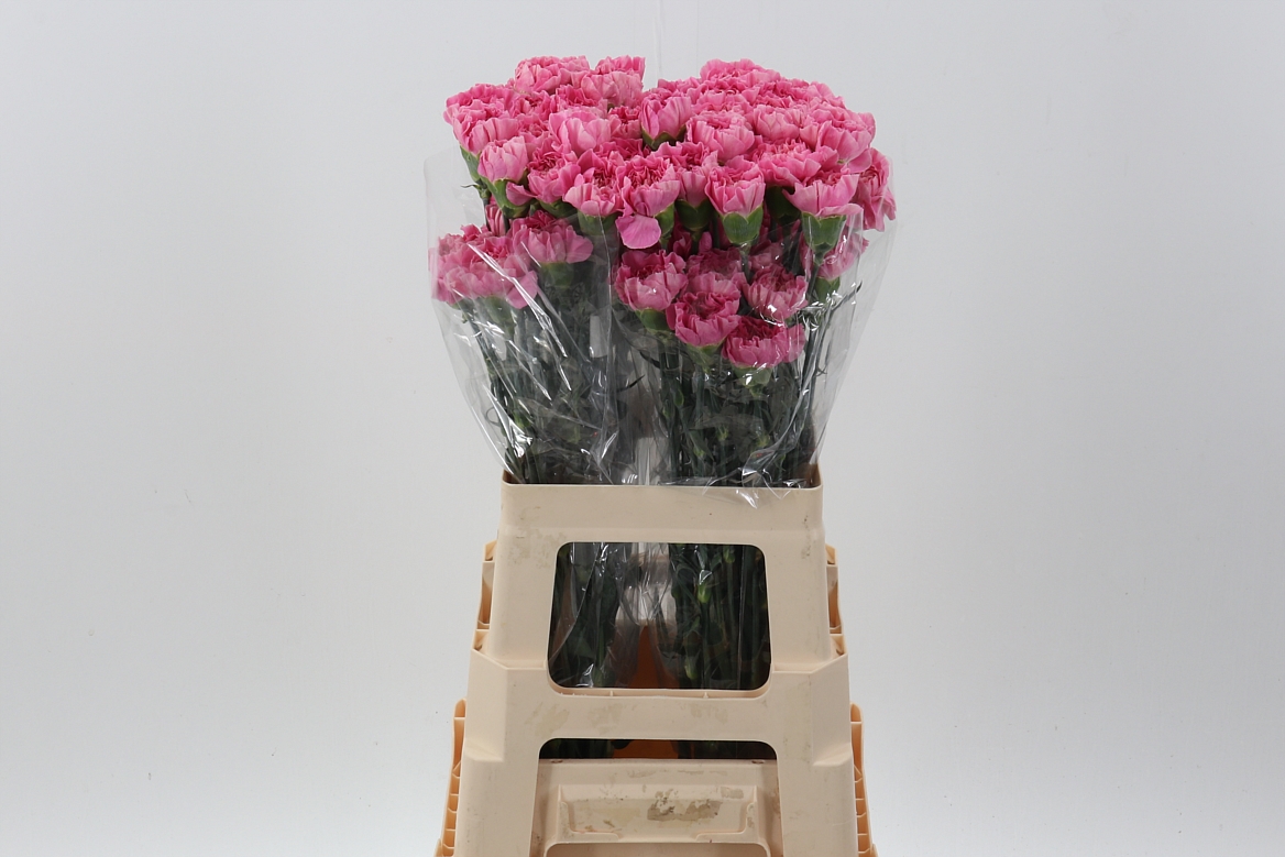 Dianthus Single Feminine Minami 65cm
