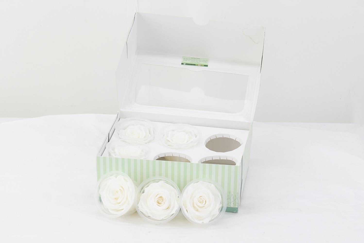 Rosa Preserverd White