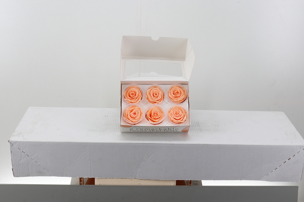 Rosa Preserved Peach