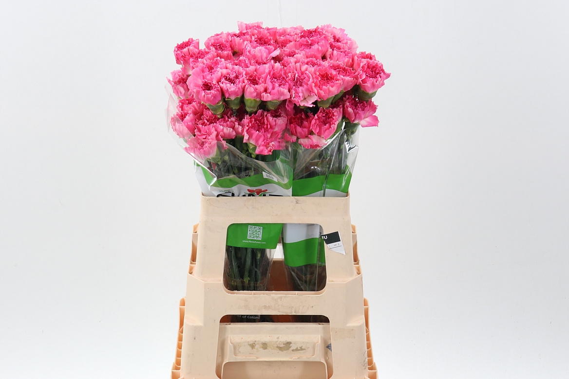 Di St Dollar 60cm