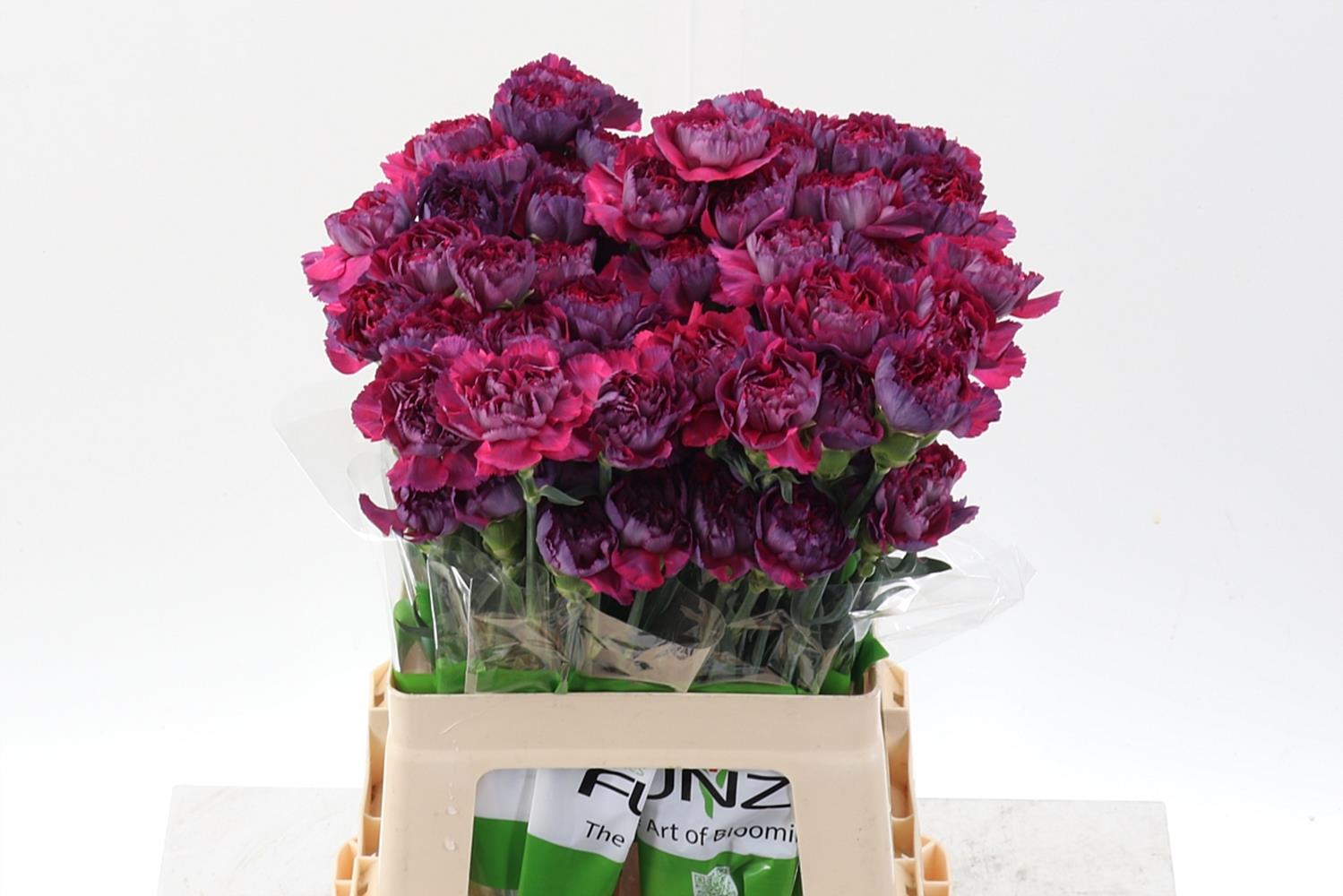 Dianthus Single Tatis 60cm