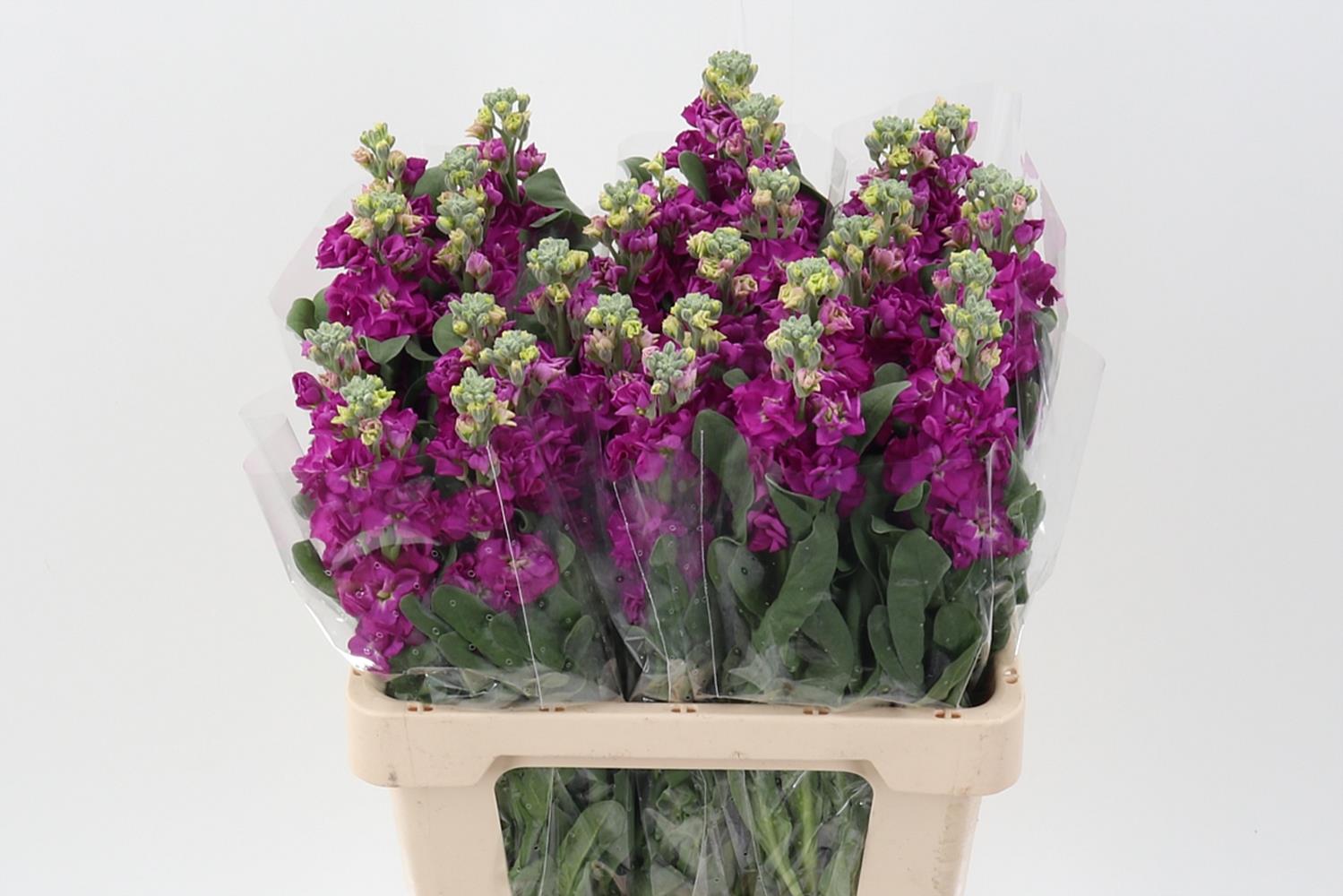 Matthiola Phantom Red 60cm