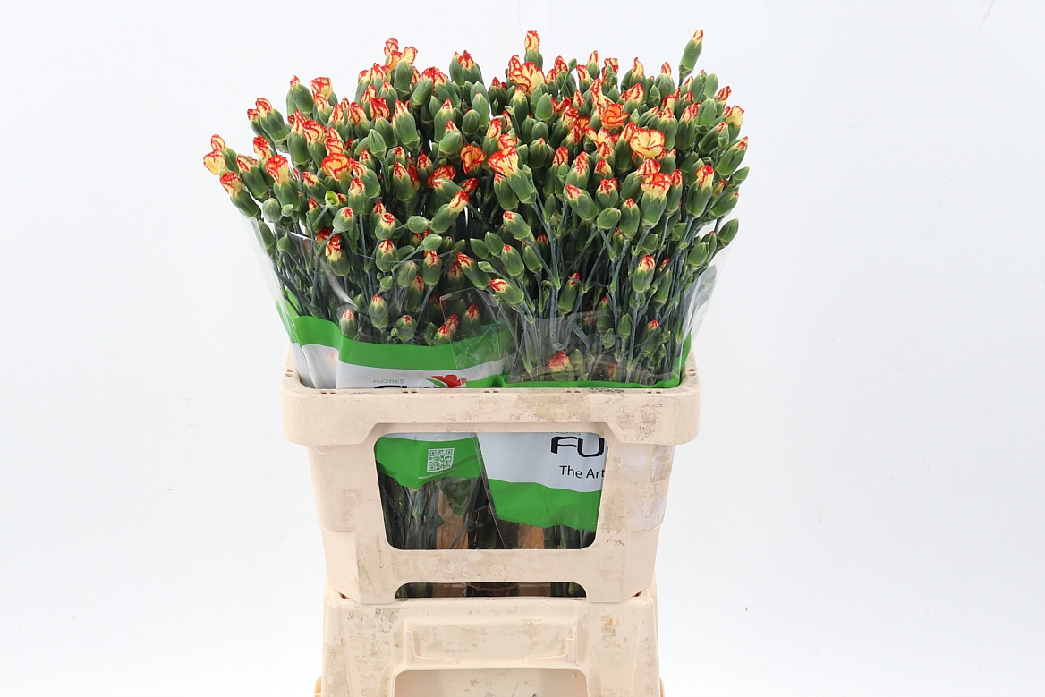 Di Solomio Sint X20
