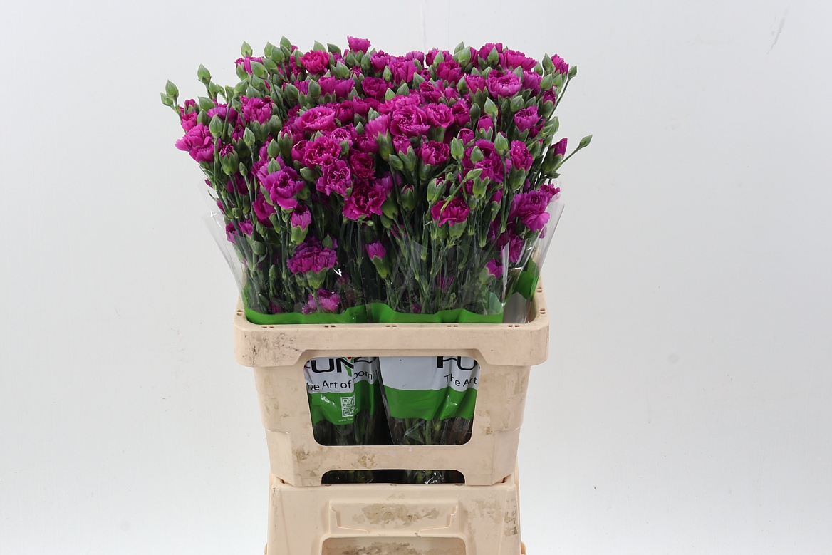 Dianthus Spr Jacaranda 60cm