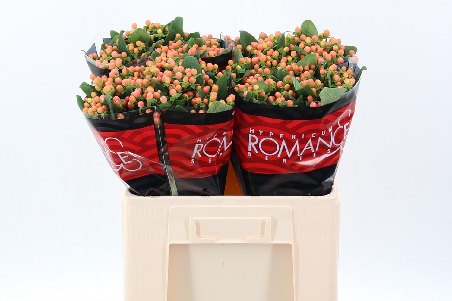 Hypericum Mellow Romance 60cm
