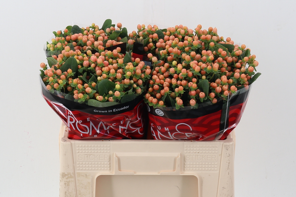 Hypericum Mellow Romance 50cm