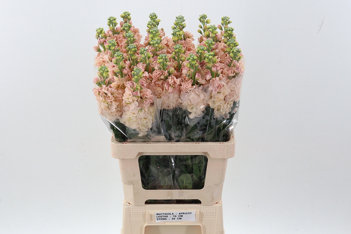 Matthiola Phant Apricot 60cm