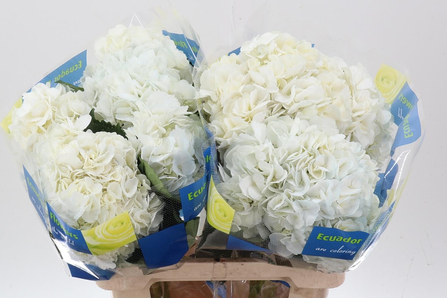 Hydrangea White 60cm 15cm Hd