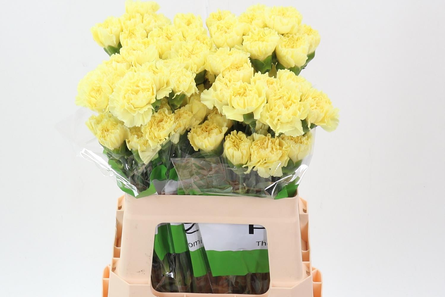 Dianthus Single Iliad Yellow 60cm