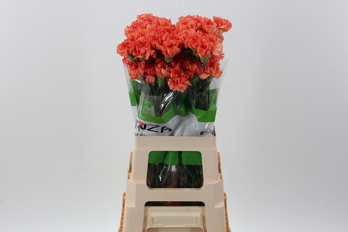 Dianthus Single Cowboy 70cm
