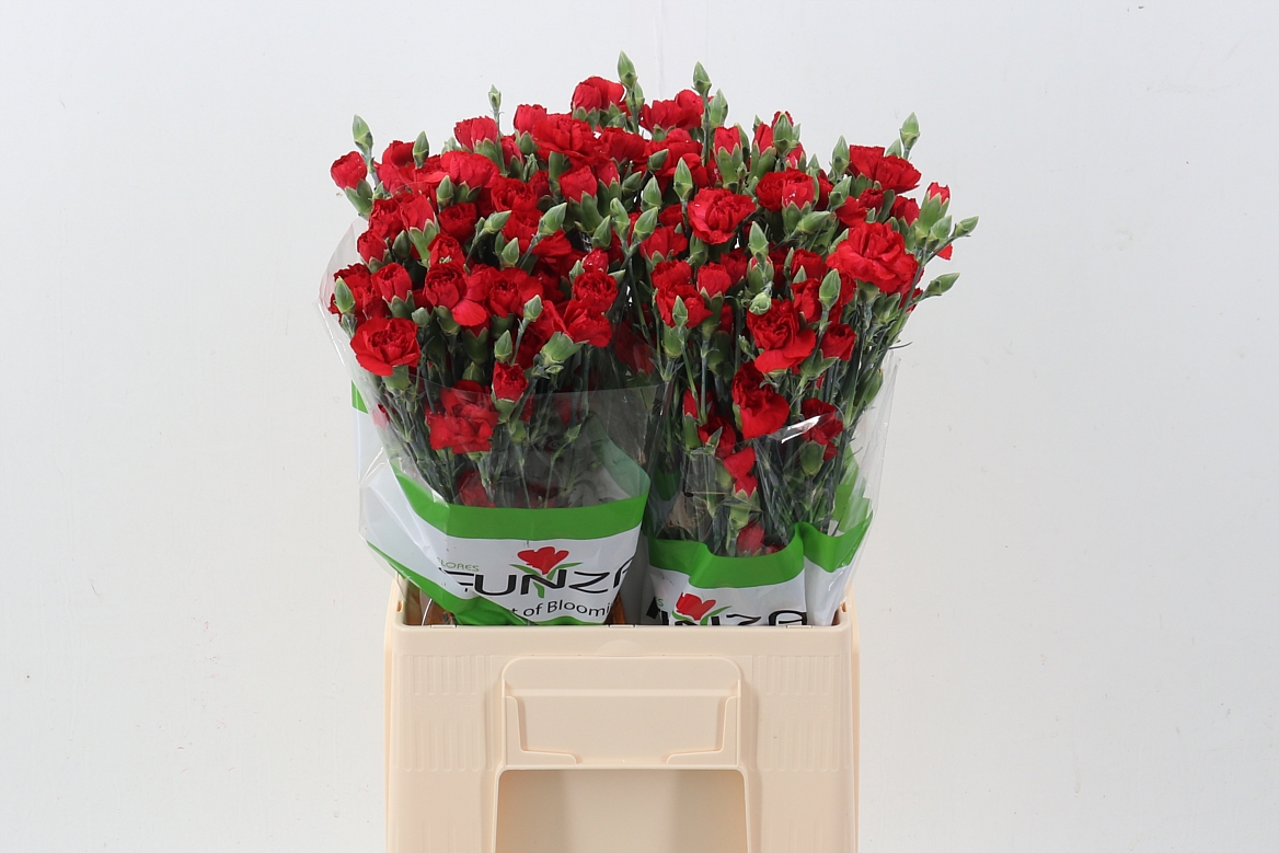 Dianthus Spr Zumba 60cm