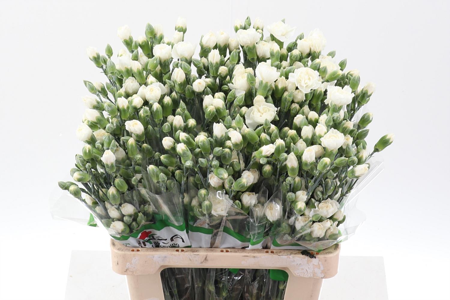 Dianthus Spr 60cm