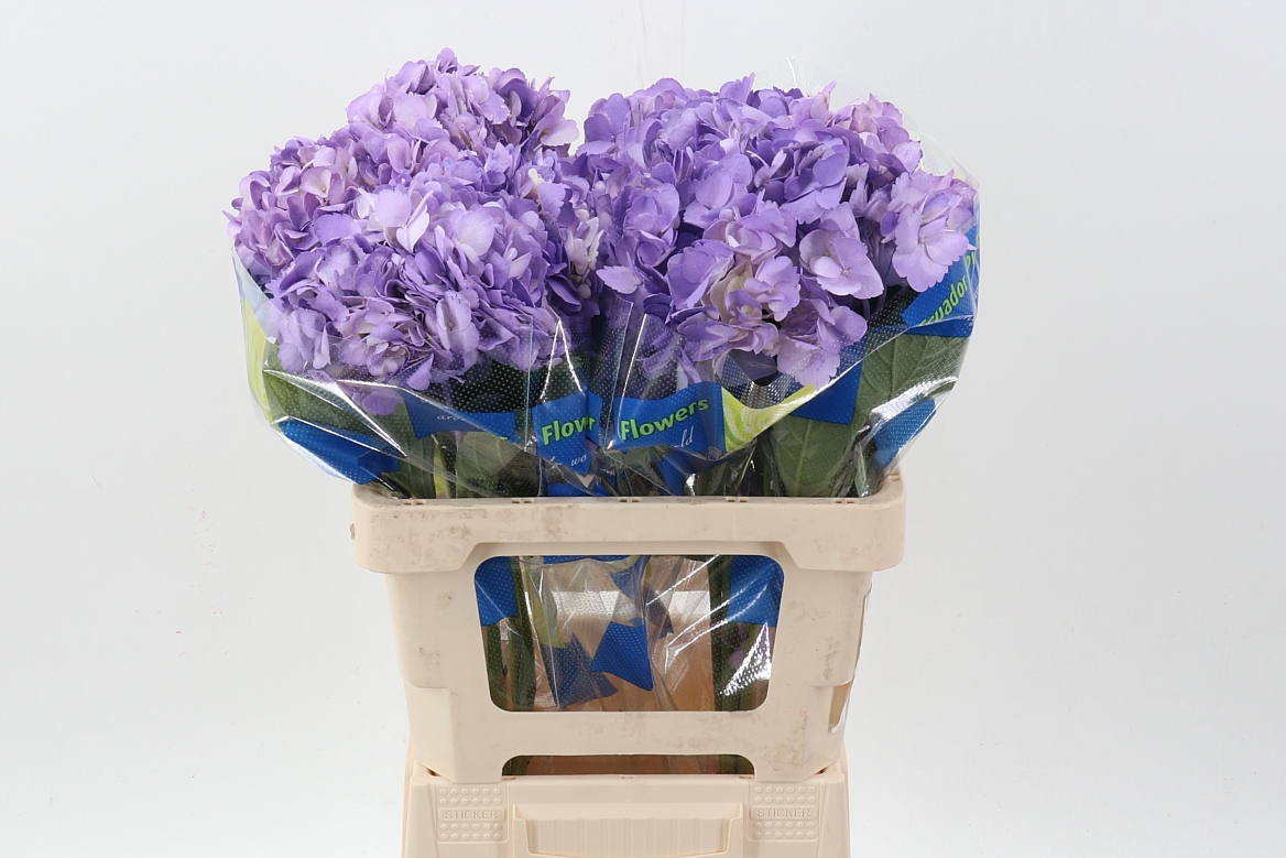 Hydrangea Lavender 60cm 15cm Hd