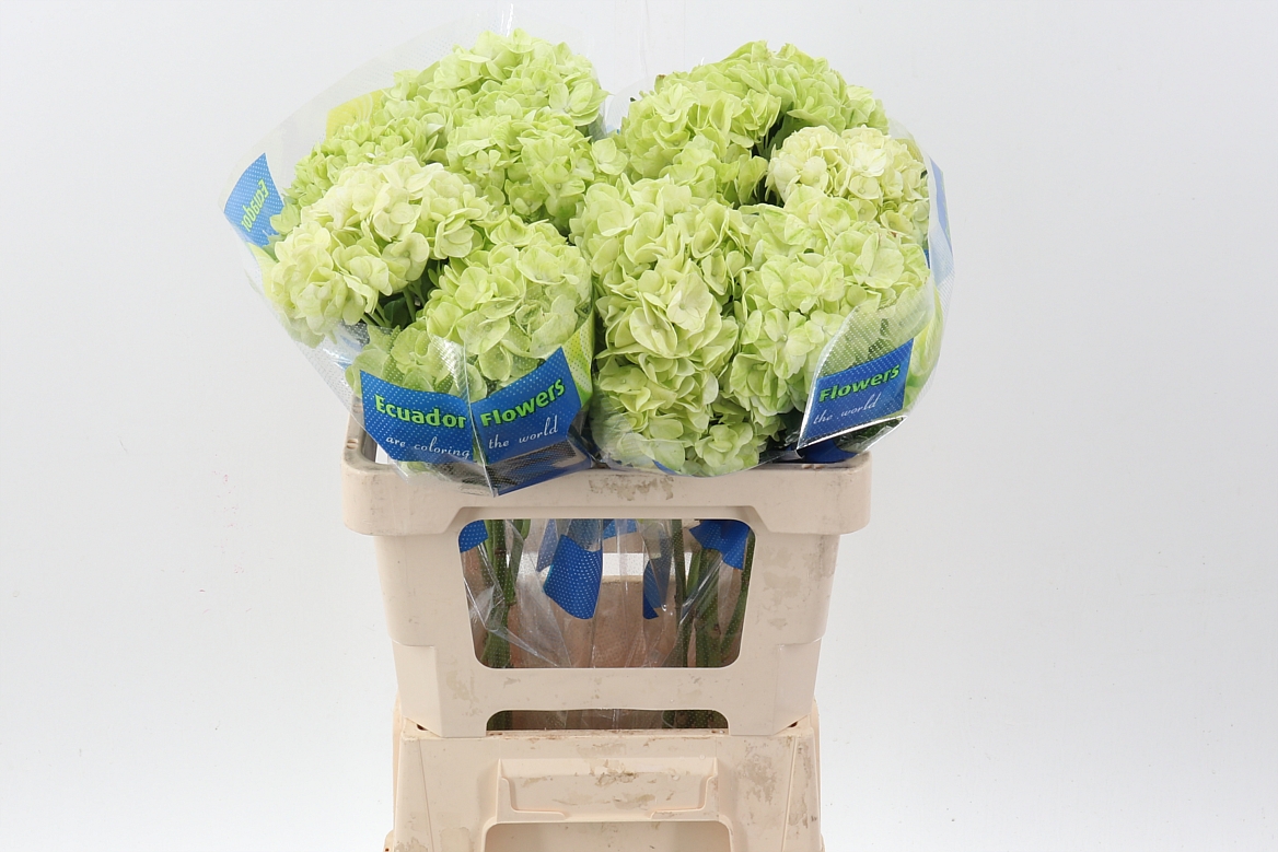 Hydrangea Lime Green Select 60cm 15cm Hd