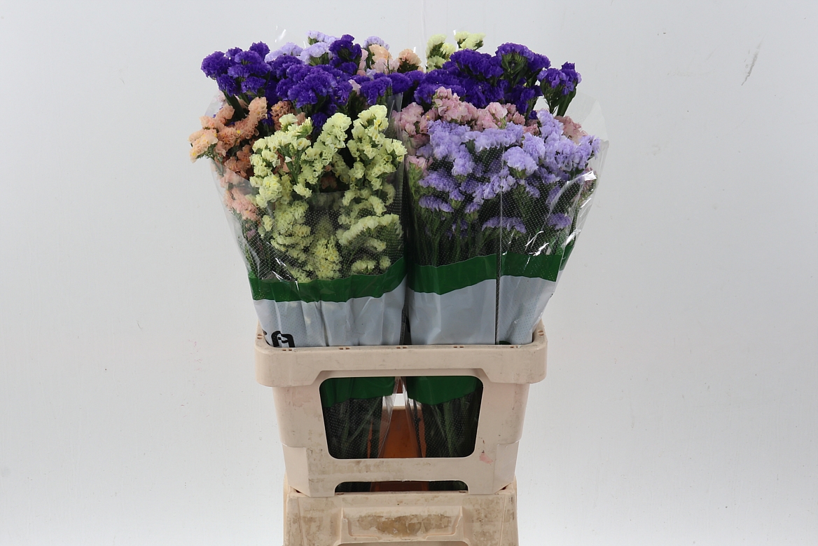 Limonium Sinuatum Mix 70cm 45gr.