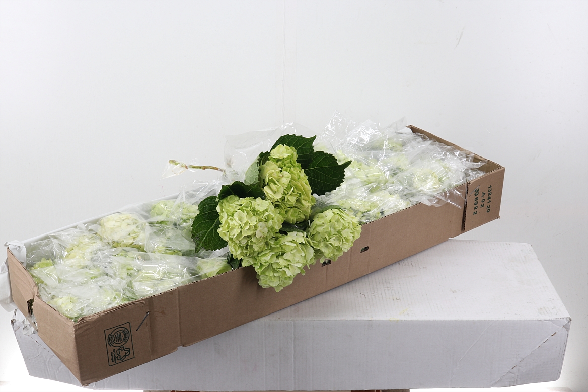 Hydrangea 60cm 15Ø