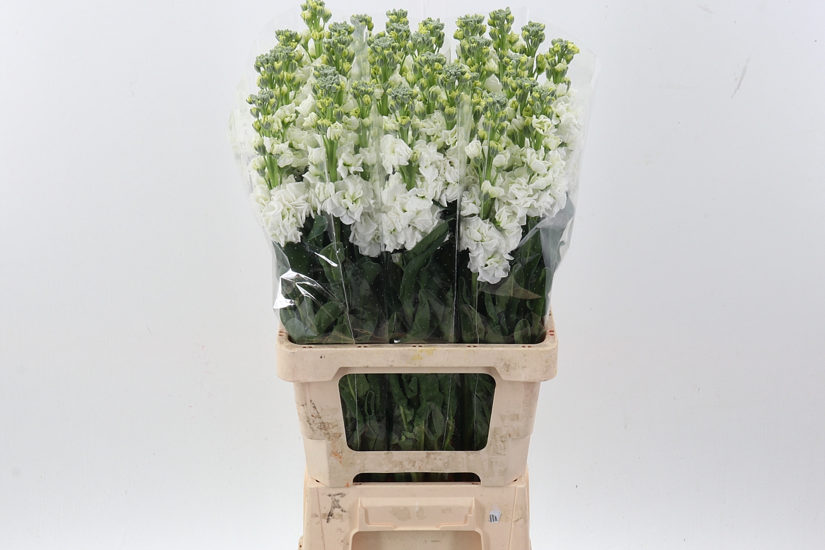 Matthiola Phantom White 60cm