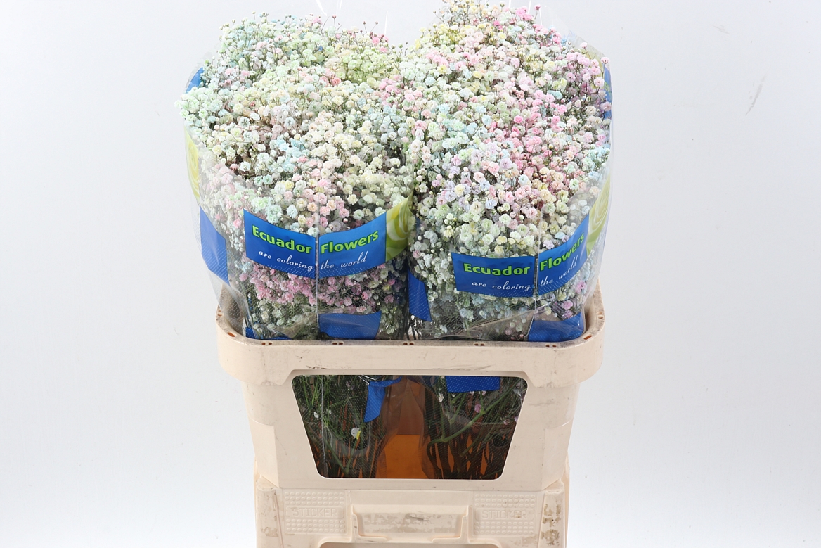 Gy Xlence Pastel Rainb Tinted 40gr
