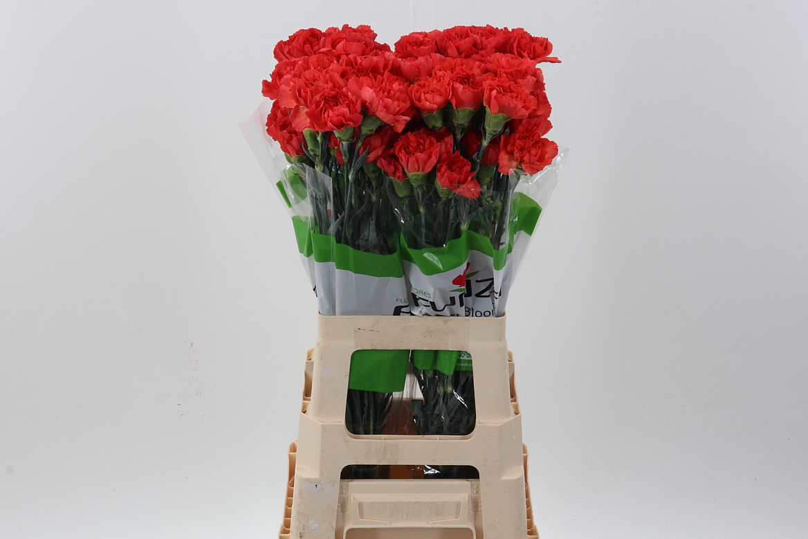 Dianthus Single Tangelo Orange 70cm