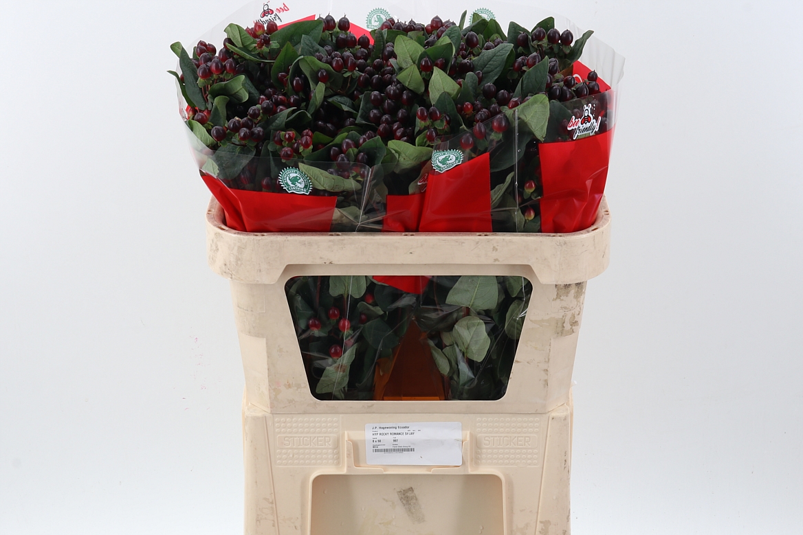 Hypericum Rocky Romance 70cm